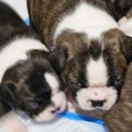 Boston Terrier Puppies from Christy's Boston Butts