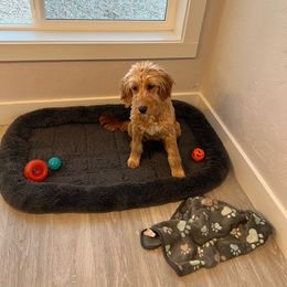 Chloe - Goldendoodle