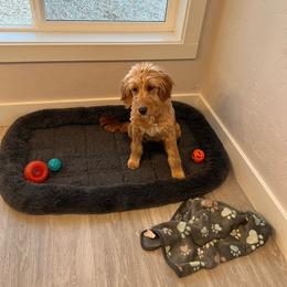 Chloe - Goldendoodle