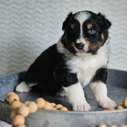 Reid - Black tri-color male Australian Shepherd puppy in Mountain Grove, Missouri from K Bar H Farms