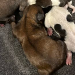 Zeus - Brindle male Shih Tzu puppy in Boaz, Alabama from Happy Haven Farm