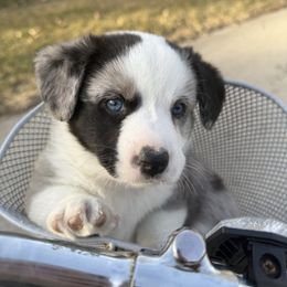 Cardigan Welsh Corgi Puppies from Squires Corgi Cottage