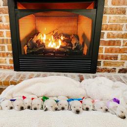 Australian Labradoodle, Labrador Retriever, and Poodle Puppies from Laird Farms