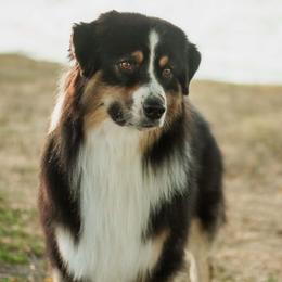Elvis - Australian Shepherd
