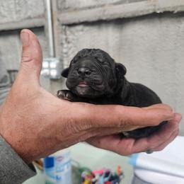 Yellow collar - Black female Cane Corso puppy in Fritch, Texas from Carrie Brown's Cane Corsos