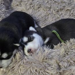 Siberian Husky Puppies from Wild and Wonderful Siberian Huskies