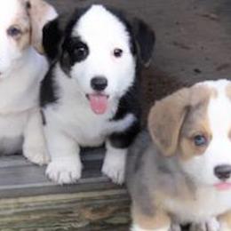 Cardigan Welsh Corgis from Deborah King's Cardigan Welsh Corgis