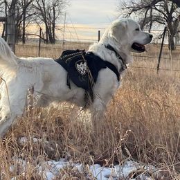 Corizone - Golden Retriever