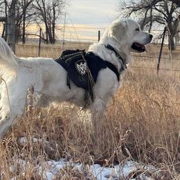 Corizone - Golden Retriever