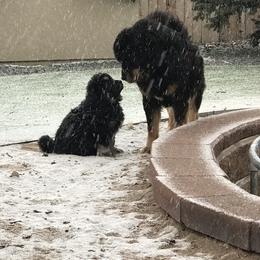 Tibetan Mastiff Puppies from Wanderlust Tibetan Mastiffs