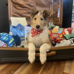 Mike - Sable male Collie puppy in Chilhowie, Virginia from Jolly Collies