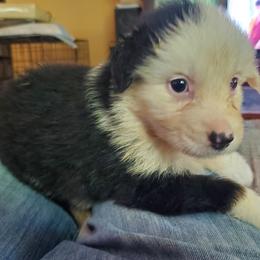 Girl 4 - Black tri-color female Australian Shepherd puppy in Rossville, Tennessee from GoodSprings Aussies