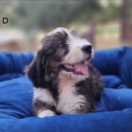 Sweet Pup's D Brindle - Brown and white male Bernedoodle puppy in North Zulch, Texas from Sweet Pup Schnauzers