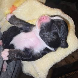 Socks - Black and tan female Chihuahua puppy in Mills River, North Carolina from Chosen Chihuahuas