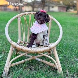 Marigold - Merle female Goldendoodle puppy in Dallas County, Texas from Dream A Little Doodle
