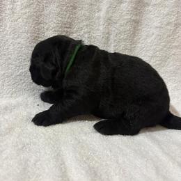 German Shepherd and Newfoundland Puppies from Tampa Bay Farm