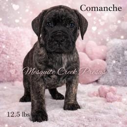 Comanche - Tiger male Perro de Presa Canario puppy in Horizon, Texas from Mesquite Creek Kennels