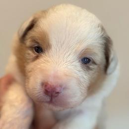 Red Merle female - Red merle female Australian Shepherd puppy in Castle Rock, Washington from Zoolo Kennels