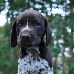 Beast - Liver and white male German Shorthaired Pointer puppy in North Branch, Minnesota from Chrishelle Farm