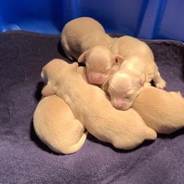 Dachshund Puppies from Gooddach’s Dachshunds