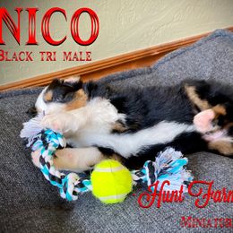 Australian Shepherd, Miniature Australian Shepherd, and Toy Australian Shepherd Puppies from Hunt Farms Mini Aussies