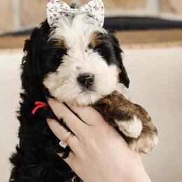 'Marcia' Red Bow Female - Tri-color female Bernedoodle puppy in Kamas, Utah from A + E Farms