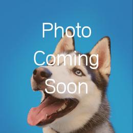 Siberian Husky puppies from 16acreshuskies
