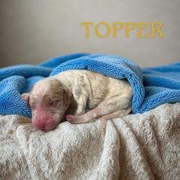 Topper - Parti male Goldendoodle puppy in Ellenburg Center, New York from Kristin's Puppies
