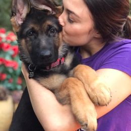 German Shepherd Puppies from Chico's German Shepherds