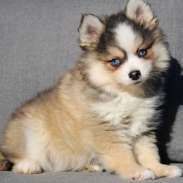 Banana - Gray and white male Pomsky puppy in Centerville, Iowa from LJ Kennels Pomskies, LLC