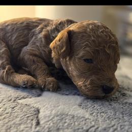 Fin - Red  male Poodle puppy in Lucedale, Mississippi from Simply Poodle