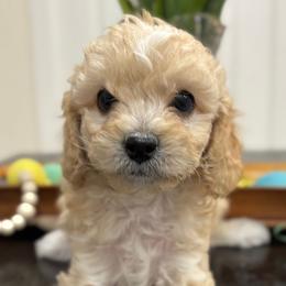 Jax - Apricot male Cavapoo puppy in Martin, Tennessee from Min’s Cava-Cuties