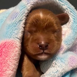 Trooper - Ruby male Cavalier King Charles Spaniel puppy in Queen Creek, Arizona from Andresen's Cavaliers