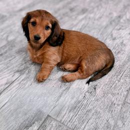 Dachshund Puppies from Diddle Bros Dachshunds