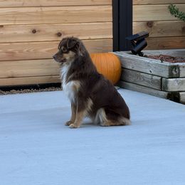 Penny - Toy Australian Shepherd