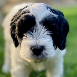 Aussiedoodles from Aussie Doodles Arizona