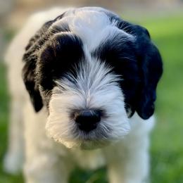 Aussiedoodles from Aussie Doodles Arizona