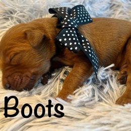 Boots - Dark golden male Golden Retriever puppy in Moses Lake, Washington from Dune Lakes Goldens