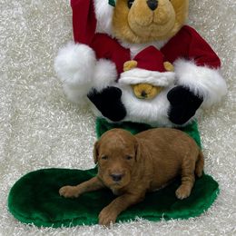 Goldendoodle Puppies from Ming’s Dynasty Doodles