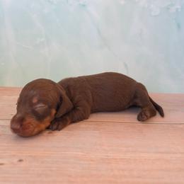 Vera - Chocolate and tan female Dachshund puppy in Florence, Arizona from Doxie Town Az