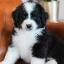 Orion - male Australian Mountain Doodle puppy in Lafayette, Missouri from Brick House Farm Doodles