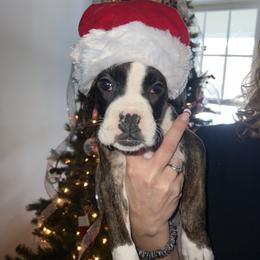 Boxer Puppies from Reynolds Homestead Boxers