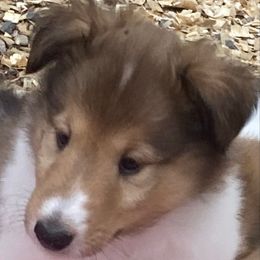 Carolina - Sable female Collie puppy in Raton, New Mexico from Lovely Heart Collies