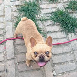 Simba - Liver male French Bulldog puppy in Humble, Texas from Mary_Lands_dog_kennels