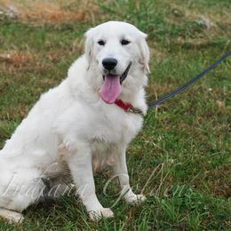 Yeti - Light golden male Golden Retriever puppy in Bedford, Indiana from Indiana Goldens