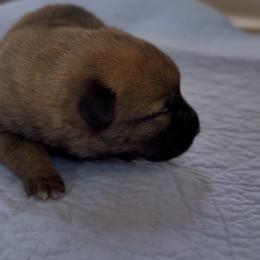 Fawn Girl (reserved - next litter Oct) - Fawn sable female Belgian Malinois puppy in Columbia, South Carolina from Kaizen Ruach Malinois