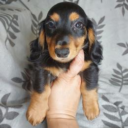 MARCO - Black and tan male Dachshund puppy in Swink, Oklahoma from Palali Farm
