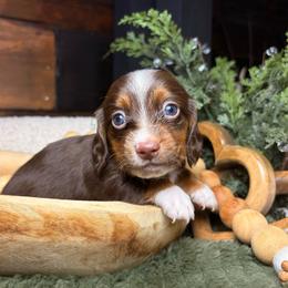 Rowan - Piebald male Dachshund puppy in Washburn, Tennessee from Clinch Mountain Dachshunds