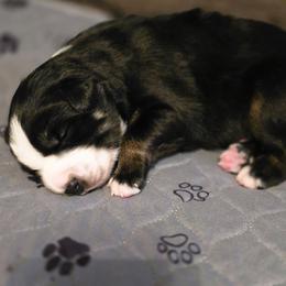 Pop rocks - Black tri male Miniature Australian Shepherd puppy in Boonville, New York from Amy & Dan's Awesome Aussies