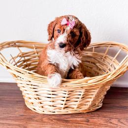Cherry - Red  female Goldendoodle puppy in Kissimmee, Florida from Poodle Doodle Kennels